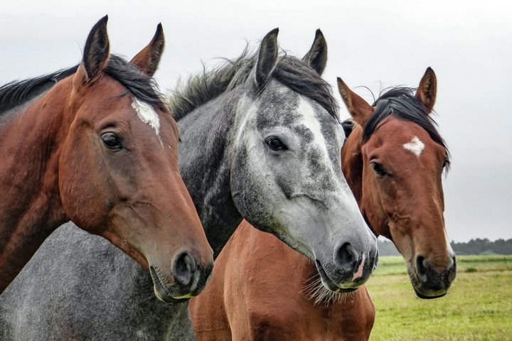 horses